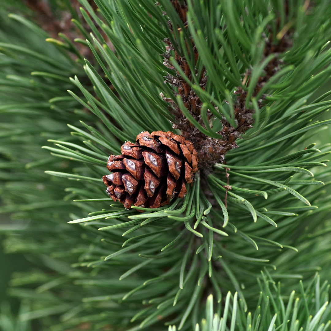 Tinh dầu thông - Pine Essential Oil